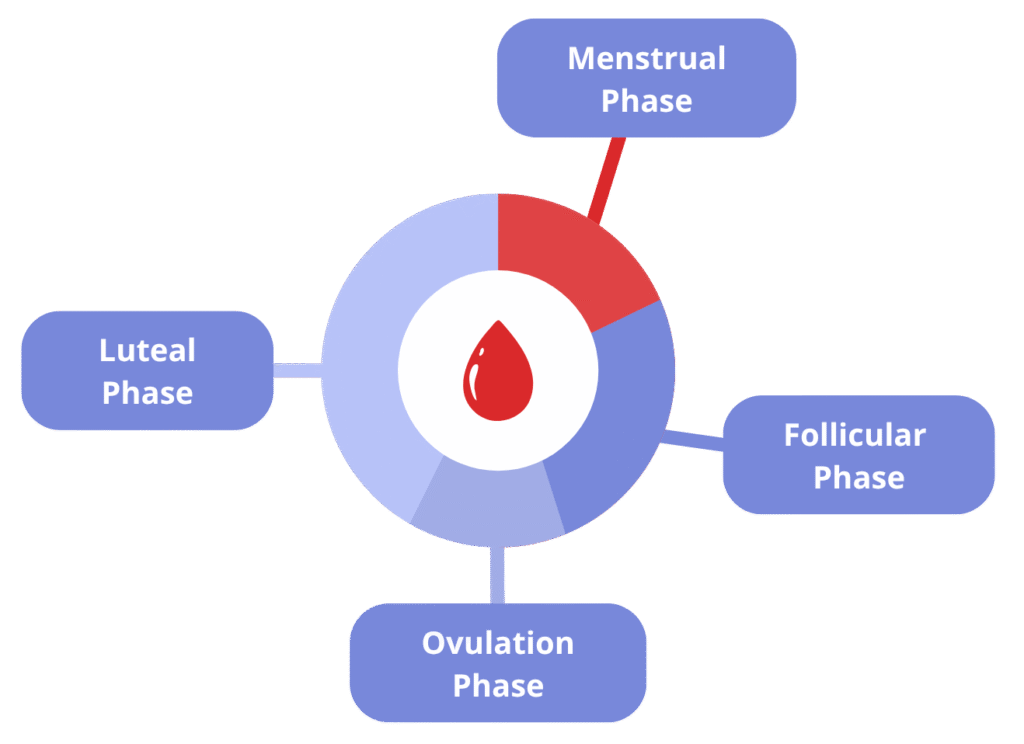Phases of the menstrual cycle: Menstrual Phase, Follicular Phase, Ovulation Phase, Luteal Phase